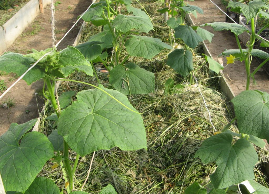 Gurķu krūms dārza dobē