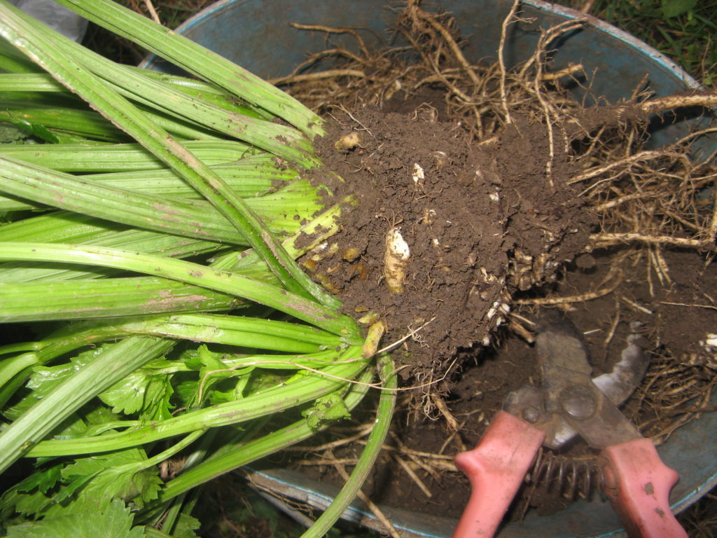 Selerijas sakņu apgriešana