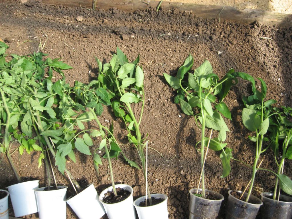 정원의 토마토 모종