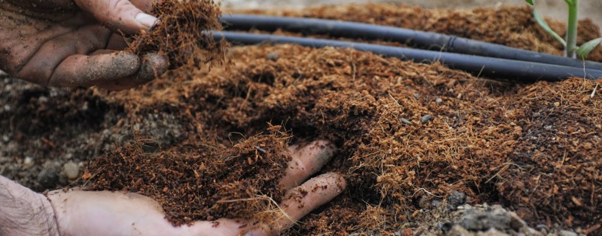 Műtrágya paradicsomhoz