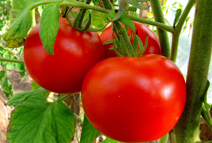 גידול עגבניות טרטיאקובסקי