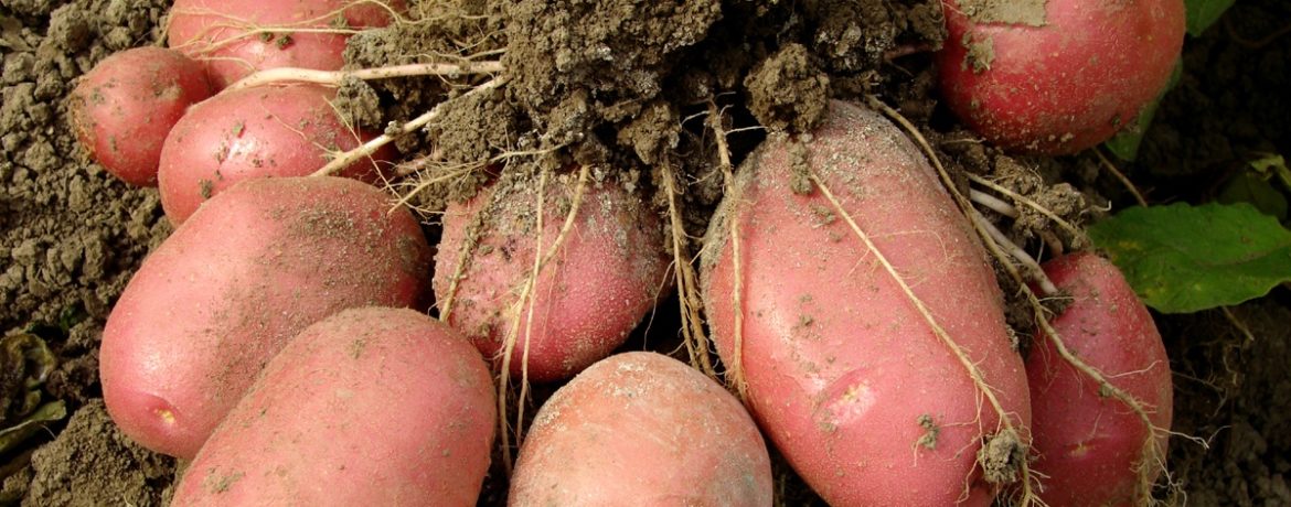 Giovane tubero di patata