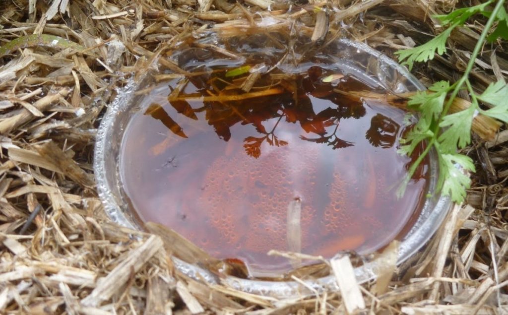 البيرة كمصيدة للرخويات البيرة كمصيدة للرخويات