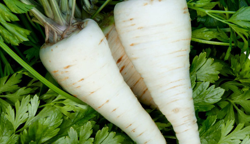 Petražolių šaknų derlius