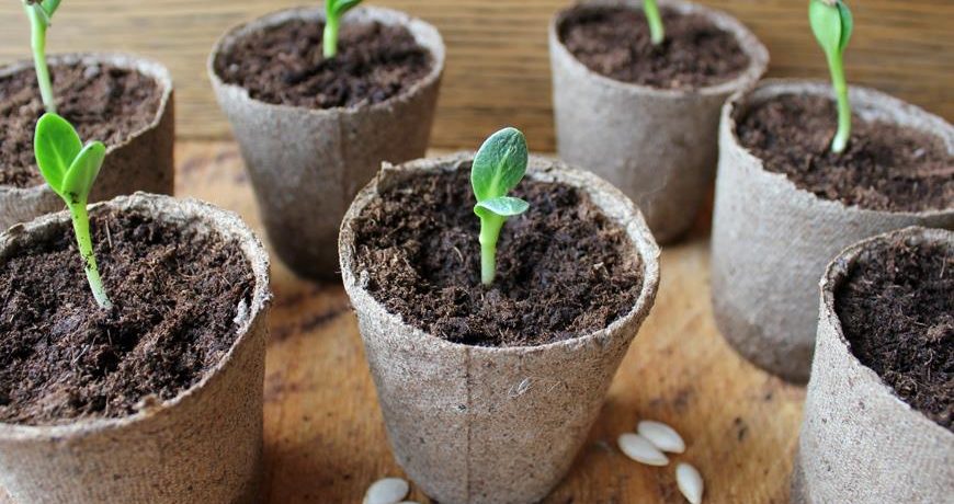 Plantació de plàntules de cogombre