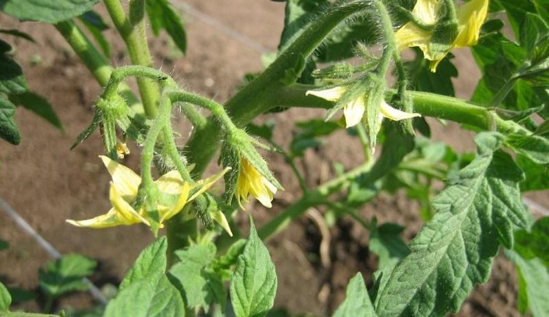 Paradicsomvirágok az üvegházban