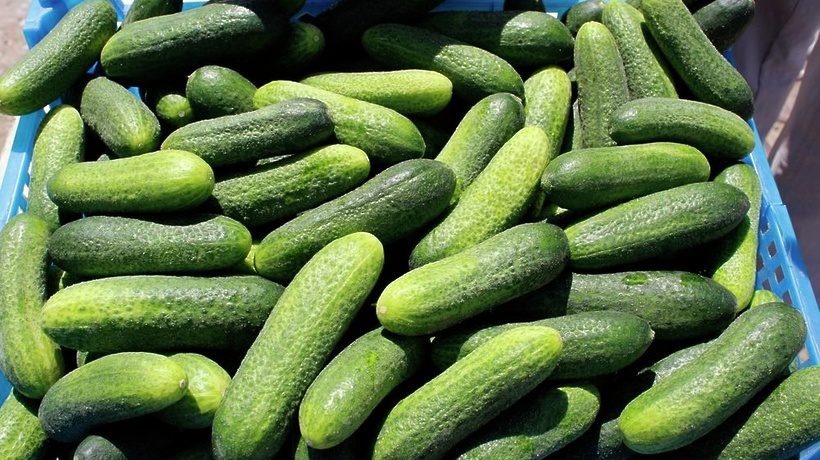 Gurķu šķirne Lukhovitsky