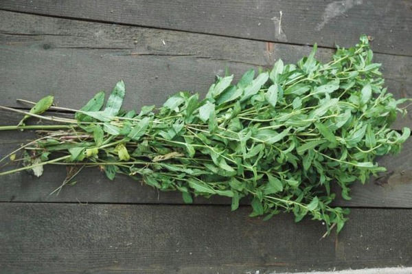 Menta betakarítás egy táblán