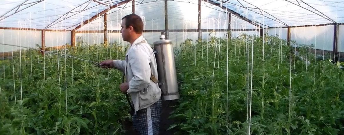 Gurķu izsmidzināšana siltumnīcā