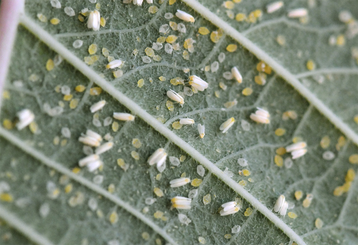 الذبابة البيضاء على أوراق الطماطم الذبابة البيضاء على أوراق الطماطم