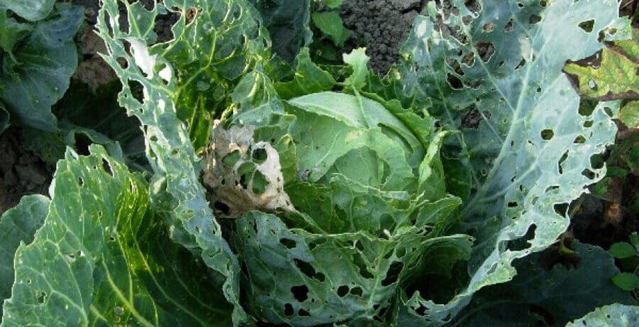 Csiga által evett káposzta
