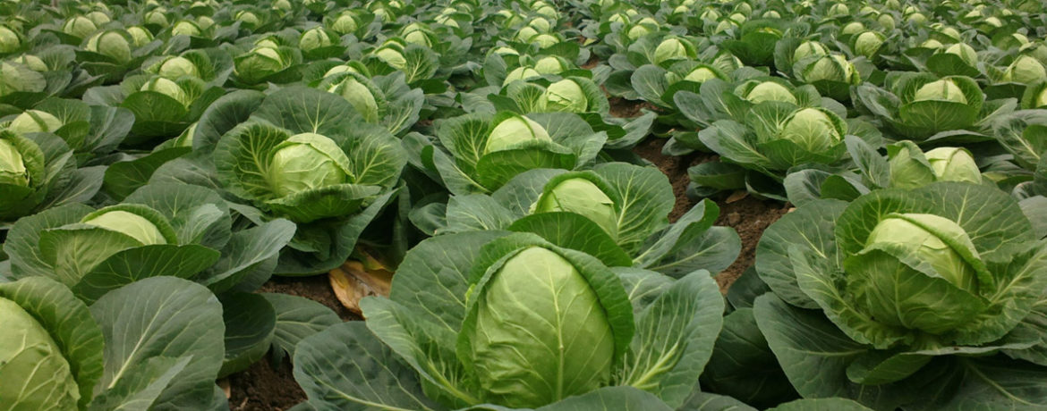 Káposzta termesztése a kertben