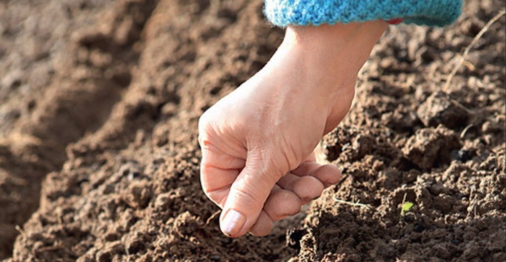 Pētersīļu sēklu sēšana Pētersīļu sēklu sēšana