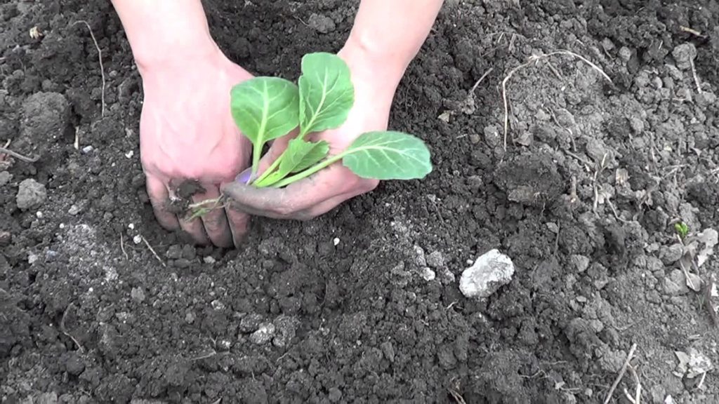 Planting white cabbage