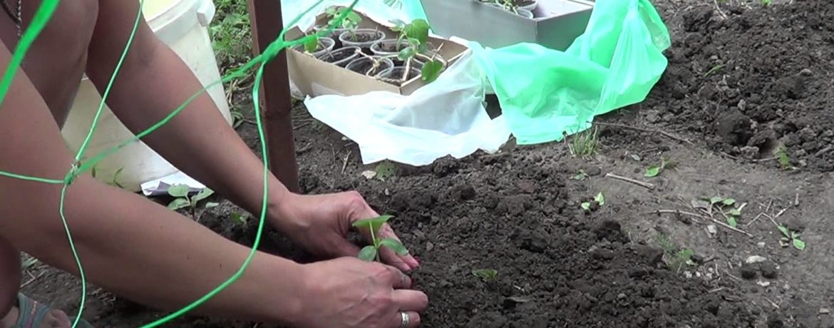 Plantació de plàntules de cogombre