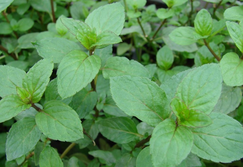 페니로얄의 종류