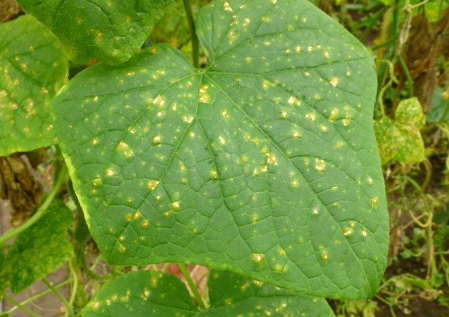 Rūsas plankumi uz gurķu lapām