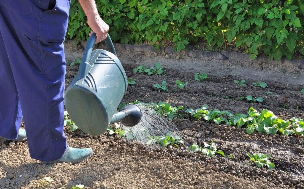 Watering white cabbage