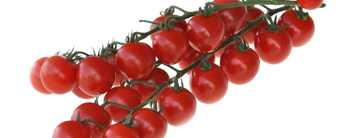 ענף של עגבניות שרי