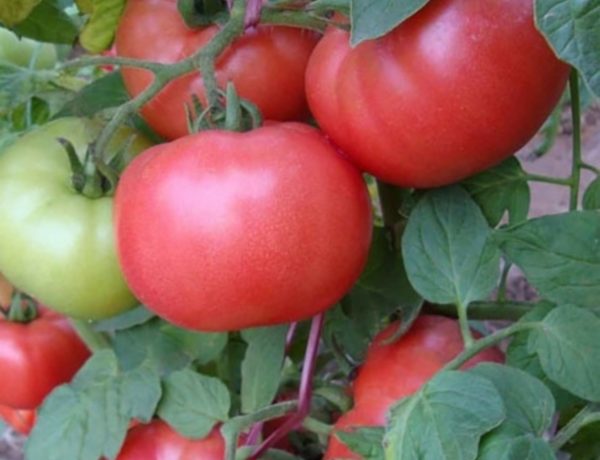 זן עגבניות "אנדרומדה"