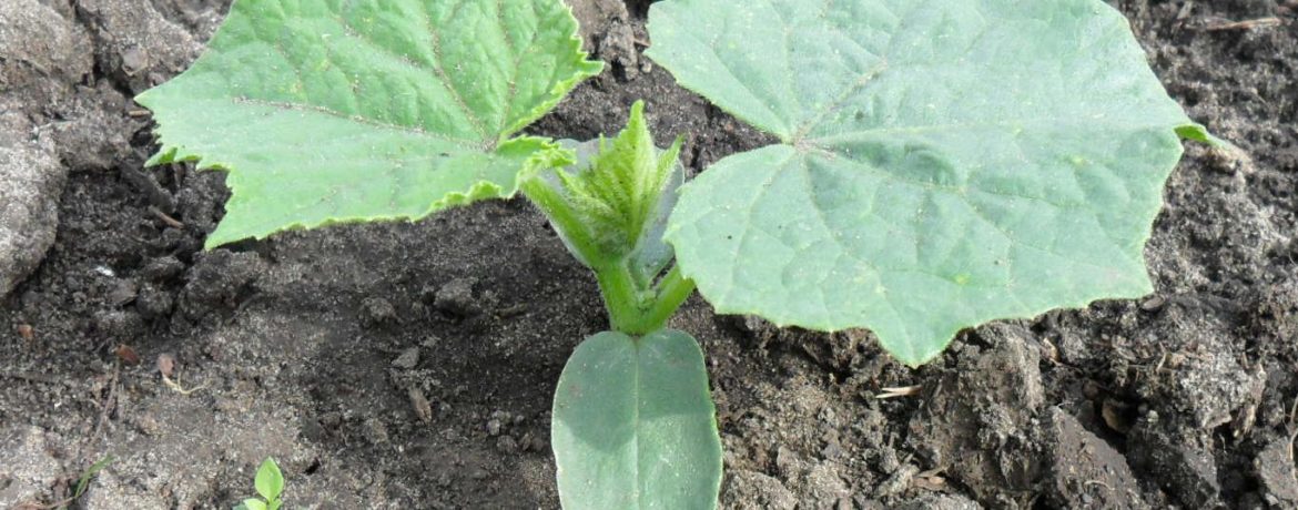 Piantine di cetriolo in giardino