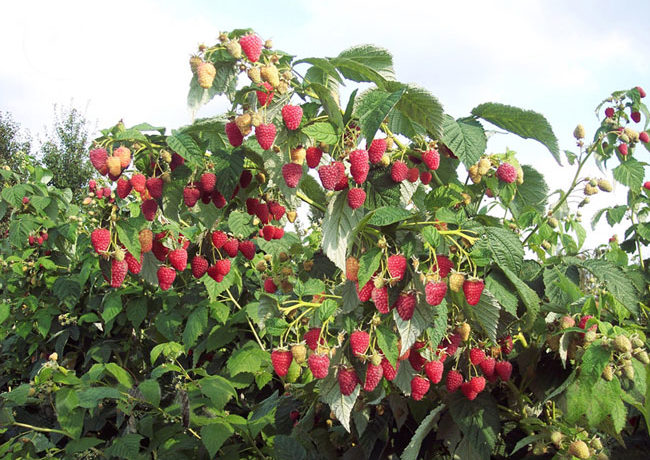A healthy raspberry bush