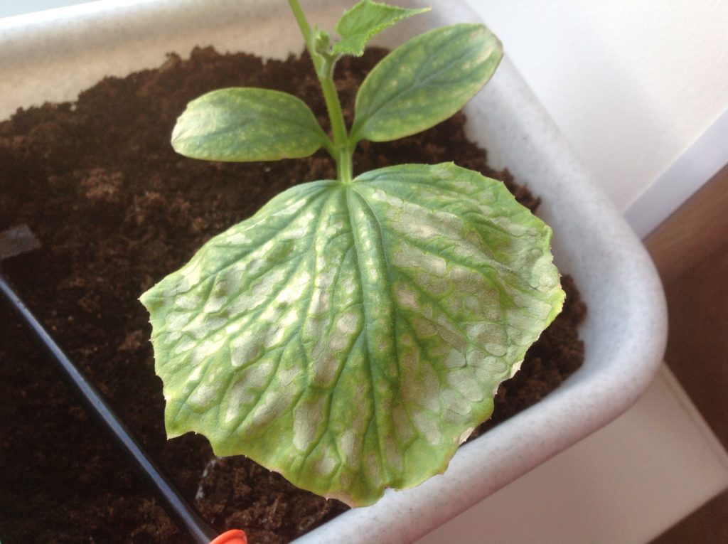 Gurķu slimības uz palodzes