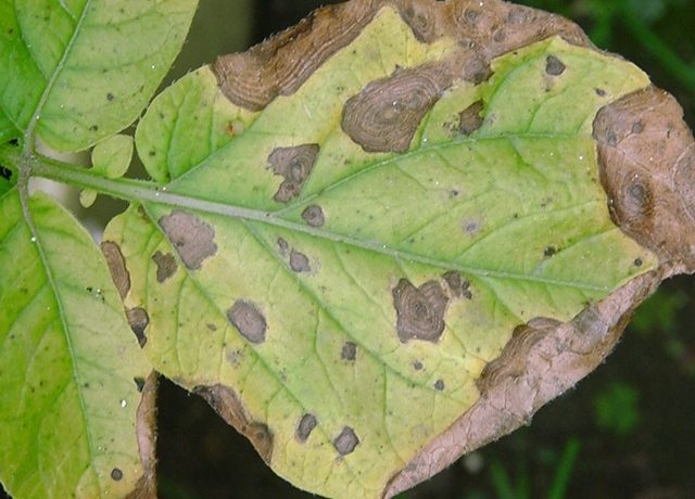 Taches brunes sur les tomates