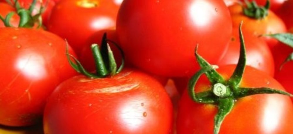 חריץ קציר עגבניות f1