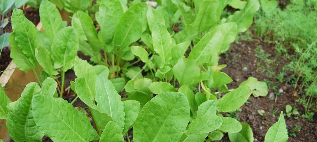 Rūgštynės, augančios sodo lysvėje