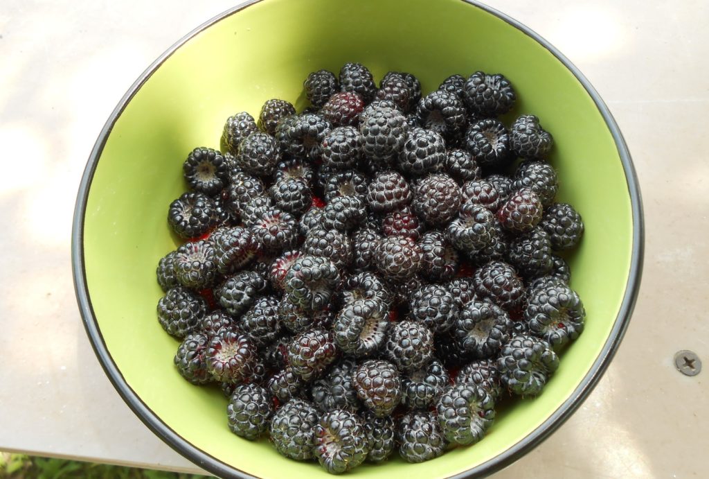 Avenes uz šķīvja Avenes uz šķīvja