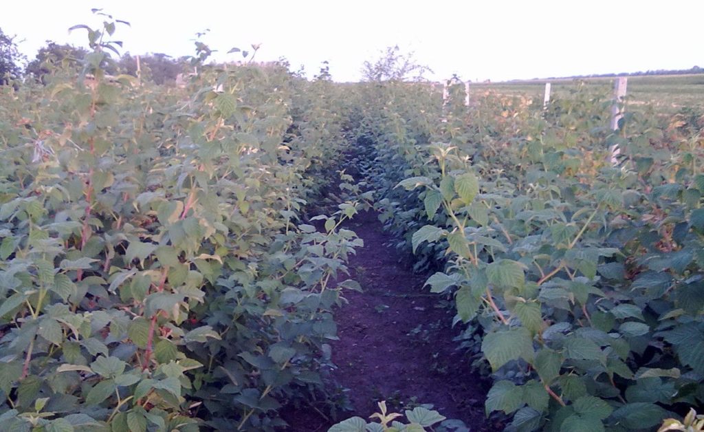 Aveņu krūmi, kas aug dārzā