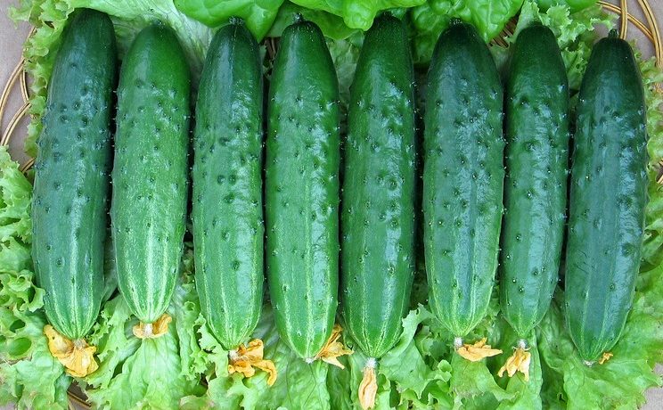 Gurķu šķirne Emelya F1