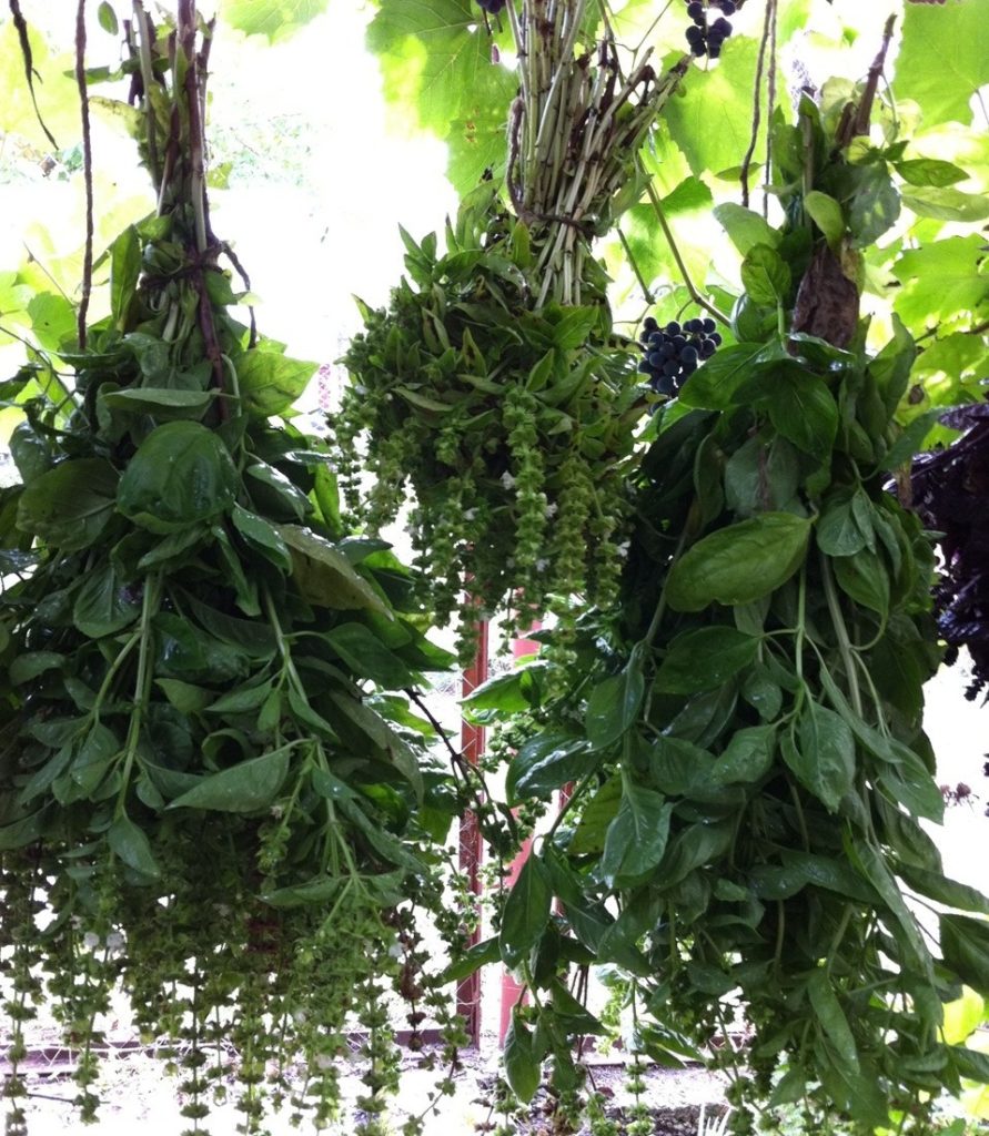 Žāvētas piparmētru ķekari