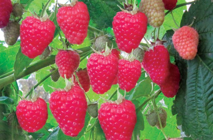Remontant raspberry bush