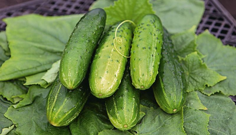 Herman F1 gurķu šķirne