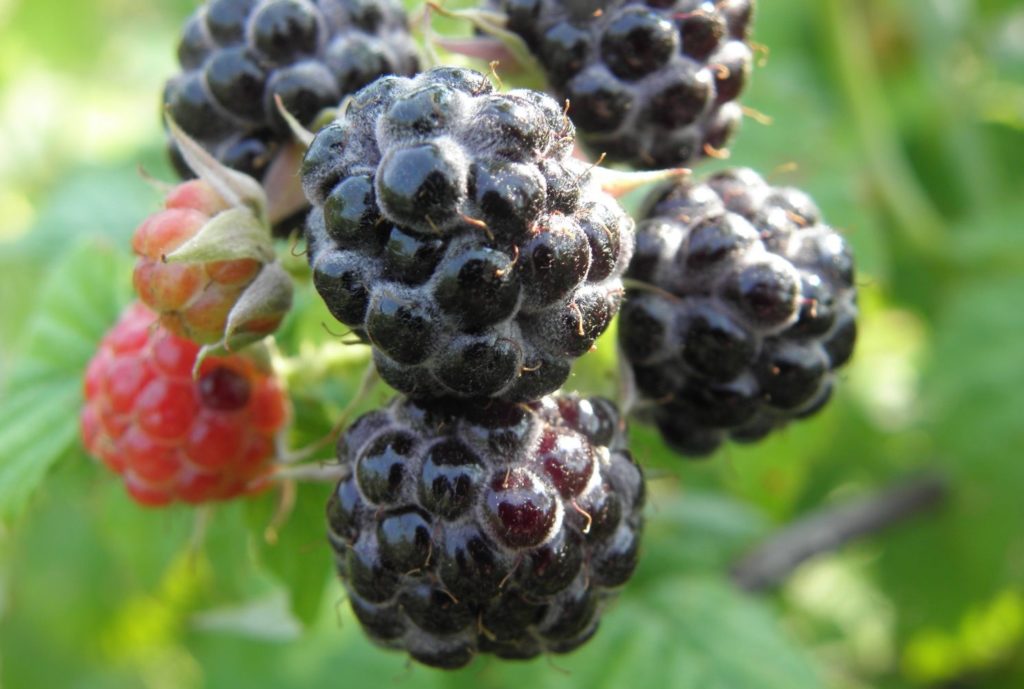 Bristoles avenes Bristoles avenes