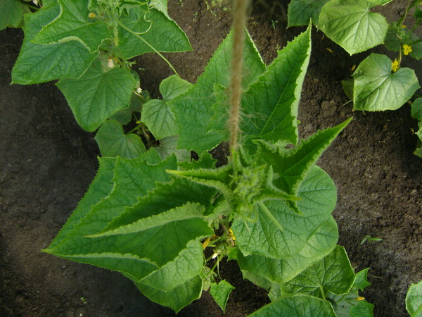 Curling cucumber leaves