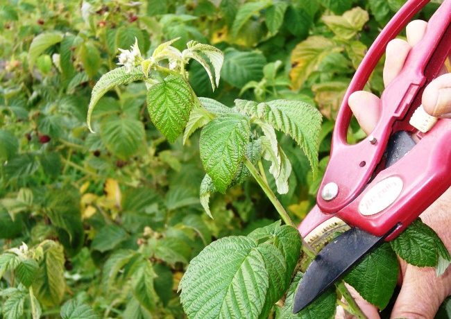 Potatura dei lamponi in primavera