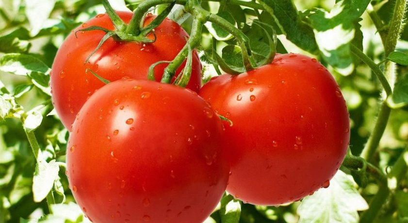 זן עגבניות דובראבה