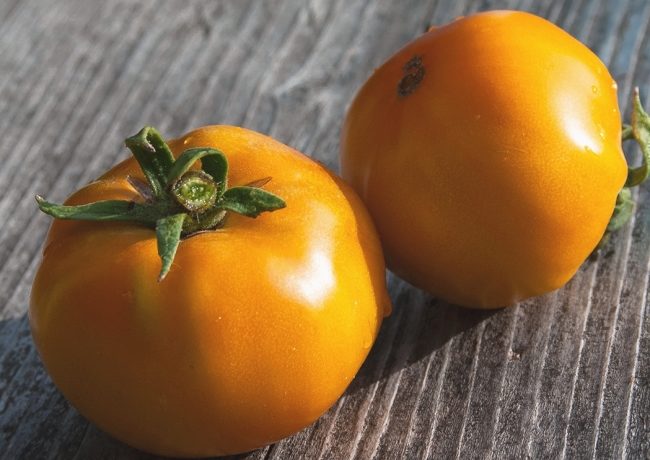 זן עגבניות אפרסמון