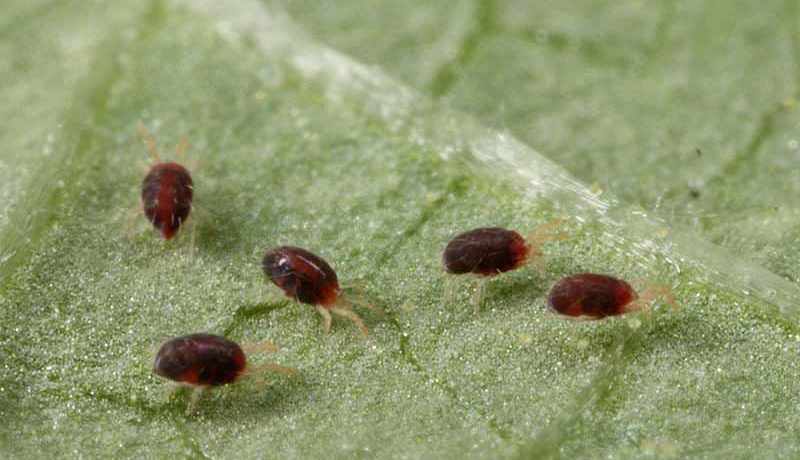 Spider mites on cucumber leaves