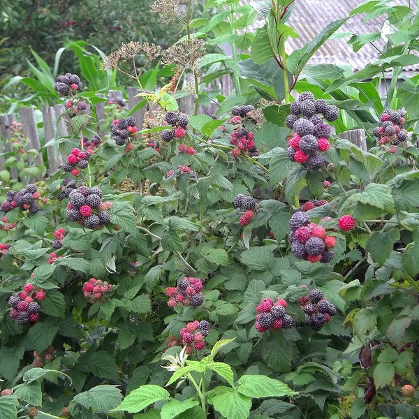 Melno aveņu krūmi Melno aveņu krūmi