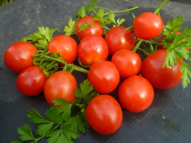 Paradicsomszüret az asztalon