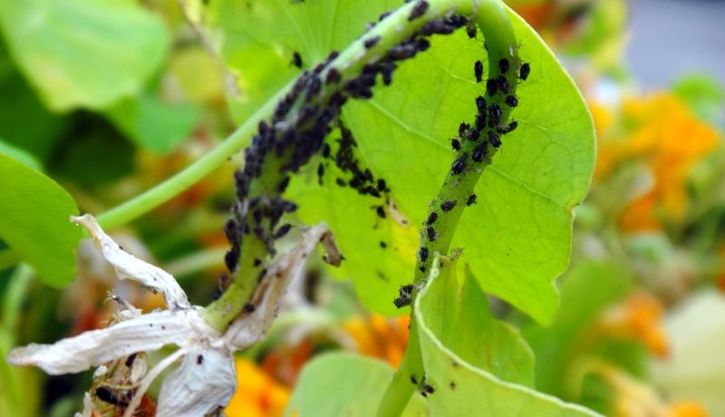 Gurķu kaitēklis - melones laputis