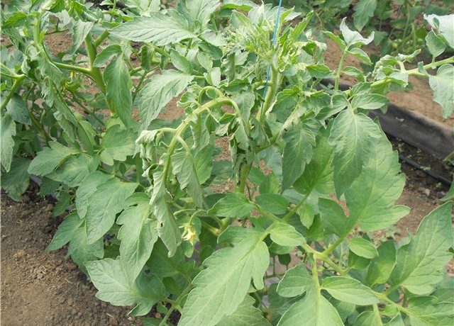 fanes de tomates flétries