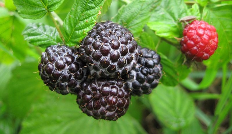 framboises noires