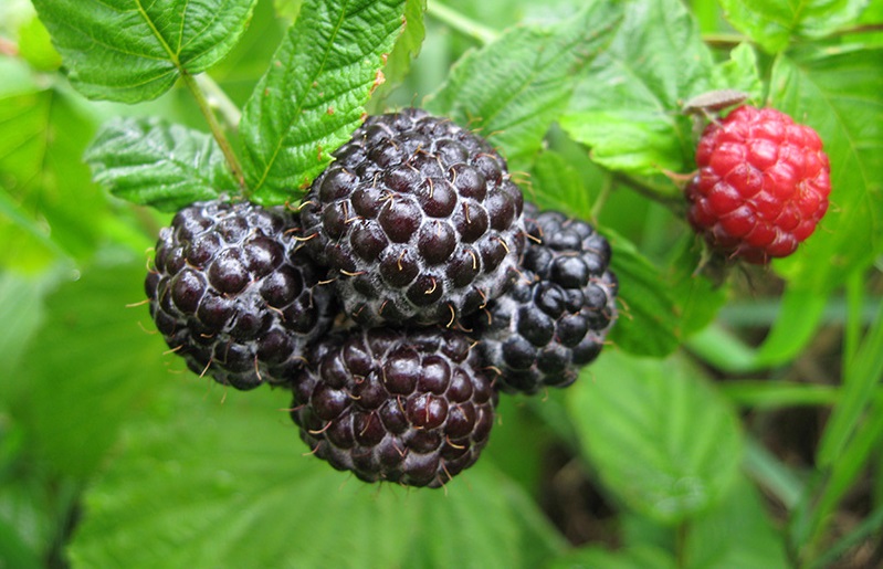 Melnās avenes Melnās avenes