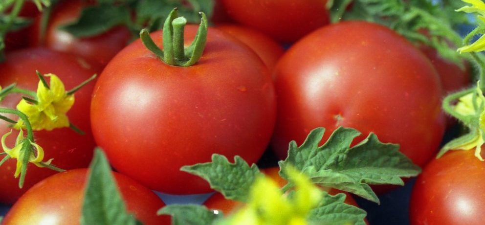 זן עגבניות ג'ינה