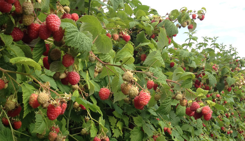 cespuglio di lamponi in giardino